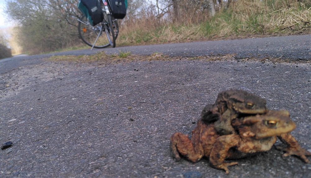 Krötenwanderung in Hamburg