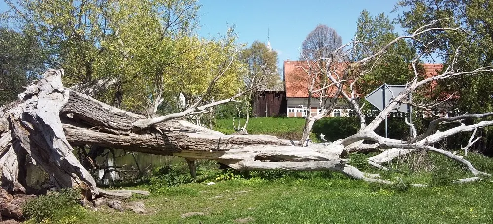 Umgestürzter Baum vor Fachwerkkirche in Allermöhe