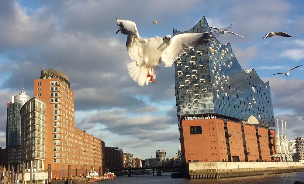 Hafenansicht: Fliegende Möven vor der Elbphilharmonie