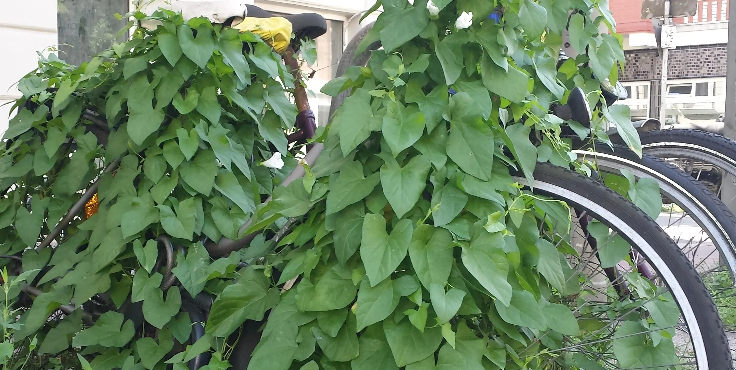 3 von Ackerwinde komplett überwucherte Fahrräder, es schauen nur noch die Vorderräder heraus.